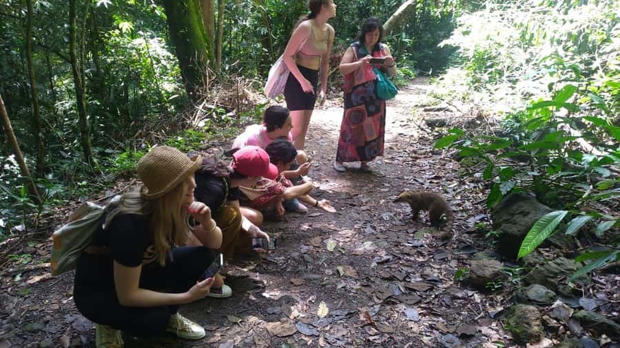 Rio de Janeiro: Jeep Tour in the Tijuca Forest - Safety briefing and the first forest roads