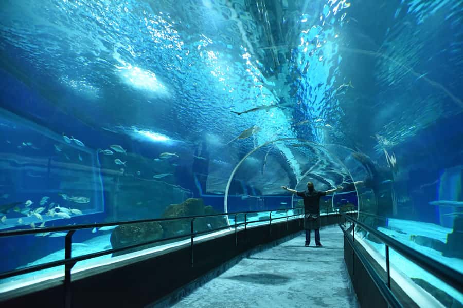 Rio de Janeiro: Marine Aquarium Entry Tickets - What your two-hour AquaRio visit feels like