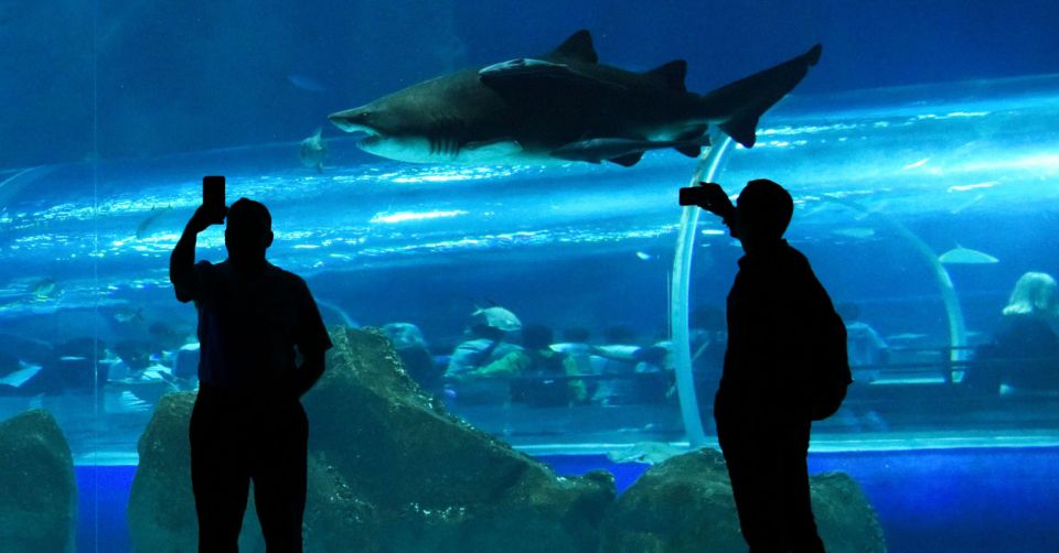 Rio de Janeiro: Marine Aquarium Entry Tickets - Who will get the most from this aquarium visit?