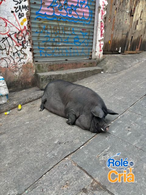 Rio de Janeiro: Rocinha Favela guided tour - Starting at the subway station