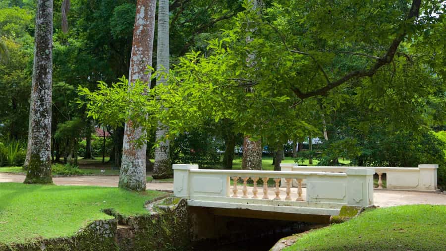 Rio de Janeiro: Tijuca National Park & Botanic Garden Tour - The Botanical Garden’s 7,000 plant species