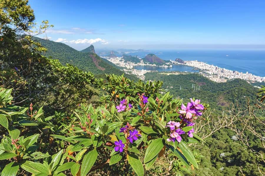 Rio de Janeiro: Tijuca National Park & Botanic Garden Tour - Timing, weather, and the four-hour schedule