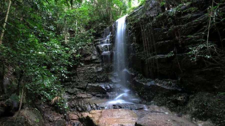 Rio de Janeiro: Tijuca National Park EcoTour - Key things to know before you book