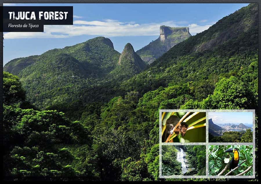 Rio de Janeiro: Tijuca National Park EcoTour - Why Tijuca Forest makes a smart Rio day trip