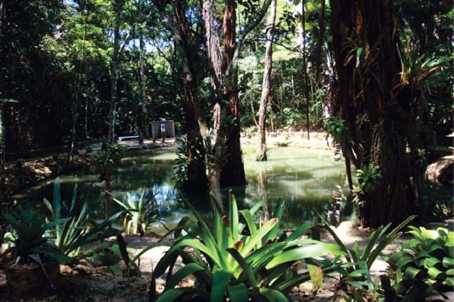 Rio de Janeiro: Tijuca National Park EcoTour - Cascatinha Taunay, the tour’s main waterfall stop