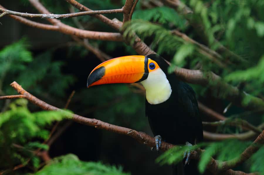 Rio de Janeiro: Tijuca National Park EcoTour - What the $83 price gets you