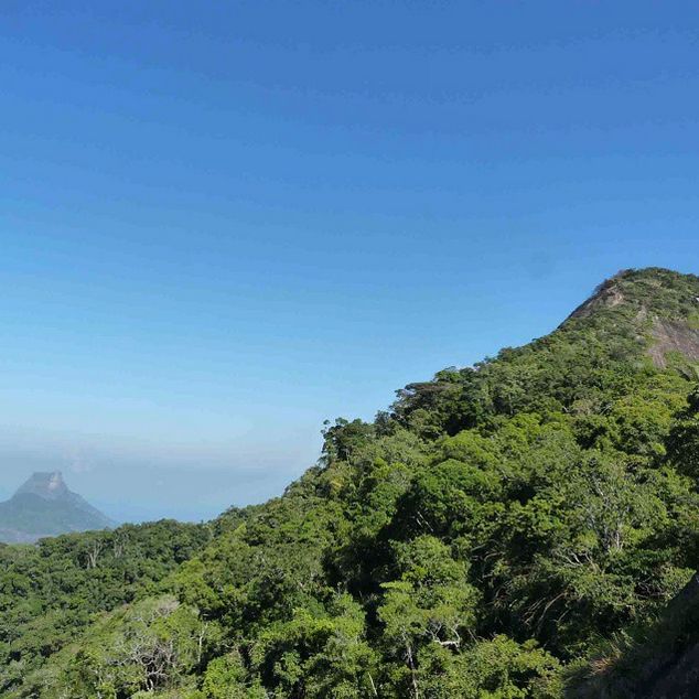 Rio de Janeiro: Tijuca Peak Guided Hike - What the guide adds to the experience