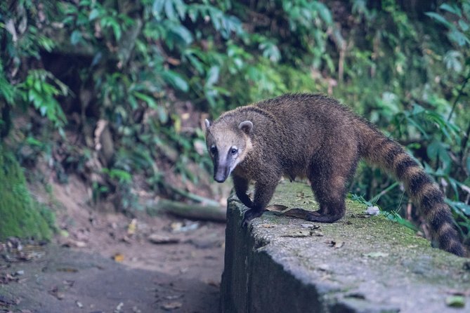 Rio de Janeiro Tijuca Rainforest Hike with Waterfalls and Caves - A short cave circuit with real rough spots