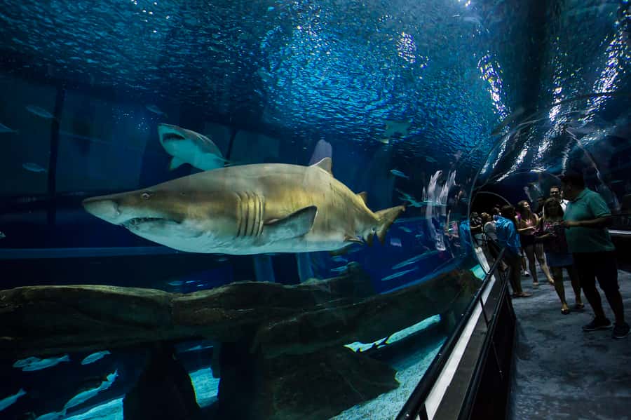 Rio: Olympic Boulevard, AquaRio and Museum of Tomorrow Tour - Key points to know before booking