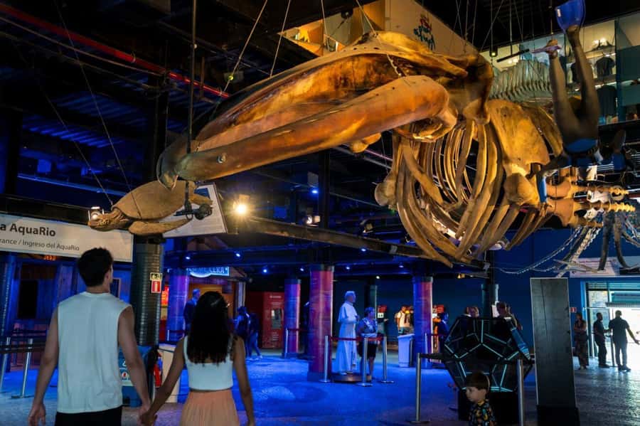 Rio: Olympic Boulevard, AquaRio and Museum of Tomorrow Tour - How much walking should you expect?