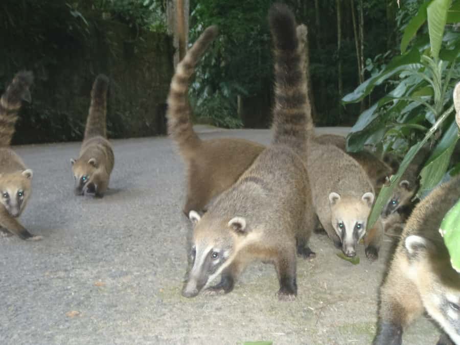 Rio: Private Tour 5 Hours Customized Tour With a Local Guide - Tijuca Forest and the Botanical Garden in rain