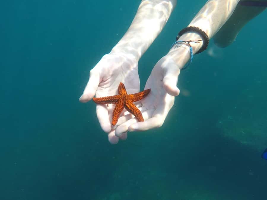 Rio: Snorkel & Swim with Turtles Tour at Tijuca Islands - Swimming, snorkeling, and wildlife sightings