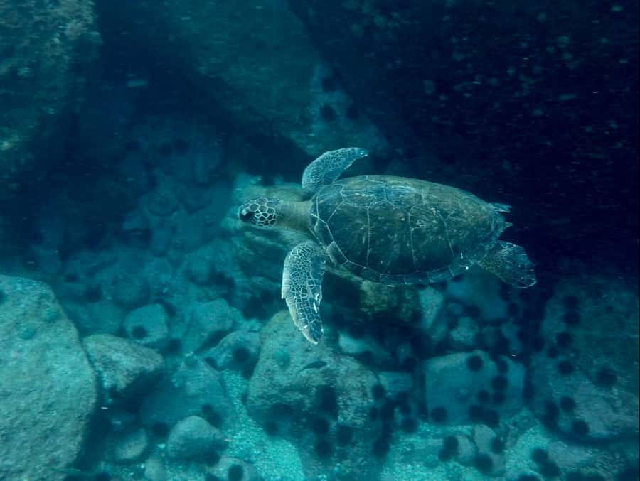 Rio: Snorkel & Swim with Turtles Tour at Tijuca Islands - Is $100 per person a fair price?