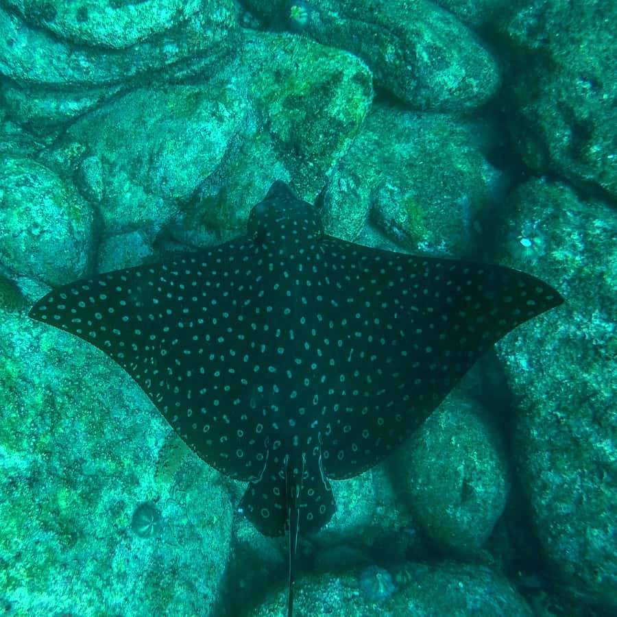 Rio: Snorkel & Swim with Turtles Tour at Tijuca Islands - Who will enjoy this trip most?