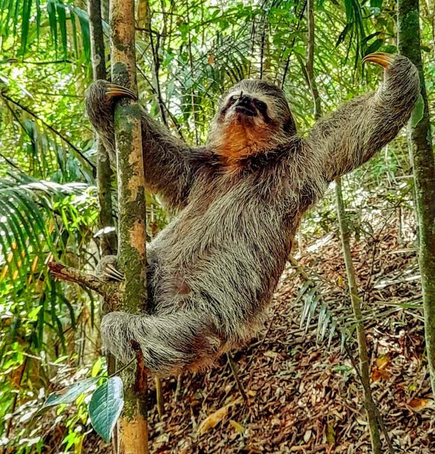 Rio: Tijuca National Park Small-Group Hike to Pedra Bonita - Key points at a glance