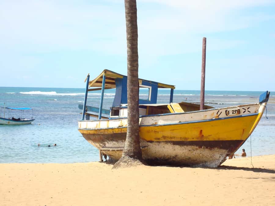 Salvador: Praia Do Forte and Guarajuba Beach Day Trip - Why this North Coast day trip works