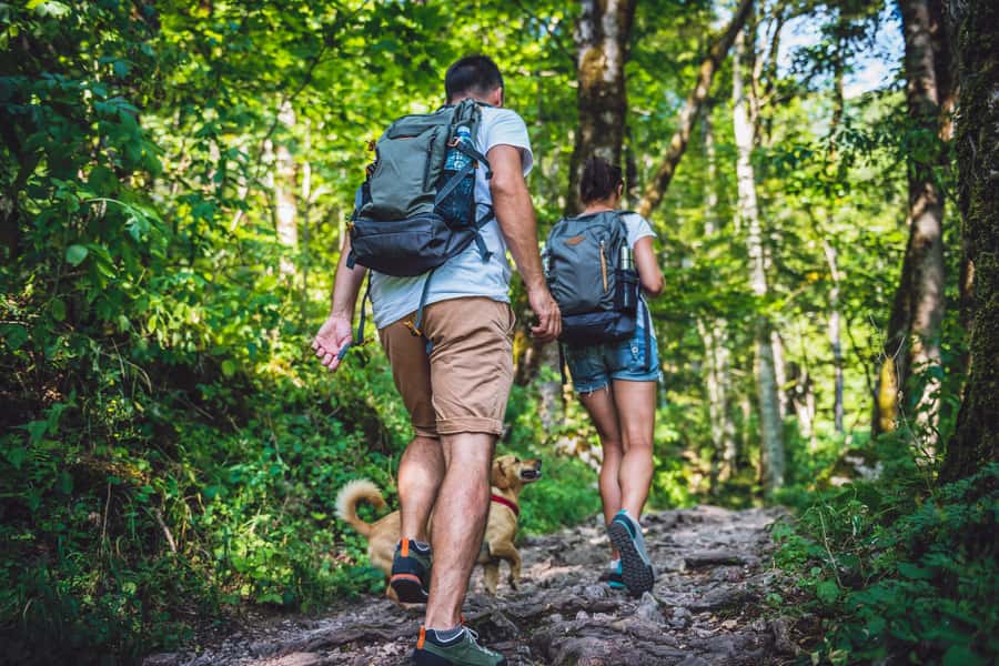 São Paulo: Atlantic Forest Hike in Jaraguá Park with Picnic - Key Points Before You Book