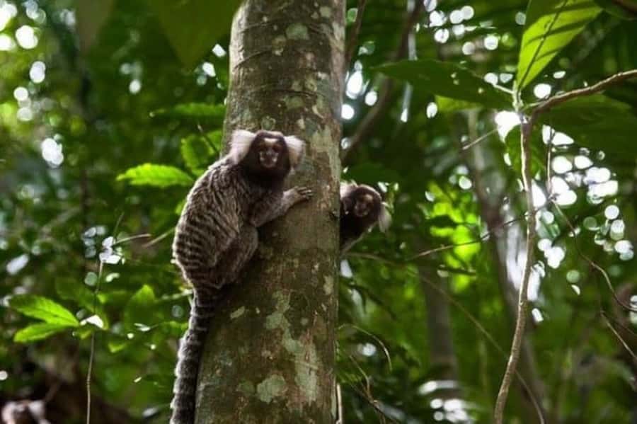 São Paulo: Atlantic Forest Hike in Jaraguá Park with Picnic - Who Will Enjoy This Five-Hour Outing