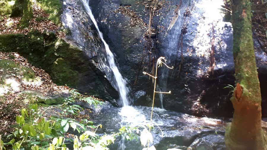 São Paulo: Cantareira Natural Park Guided Rainforest Hike - Starting at the park’s interpretation center