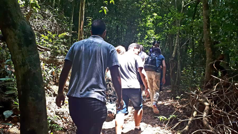 São Paulo: Cantareira Natural Park Guided Rainforest Hike - What the guide adds to the experience