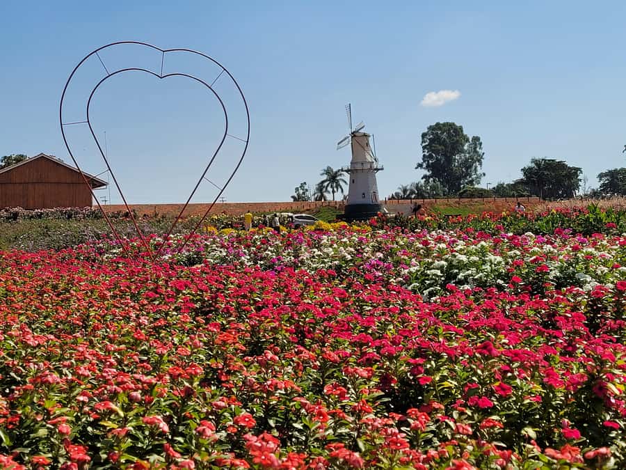 São Paulo: Holambra Colorful Flower Farm Guided Day Trip - Key Points Before You Book
