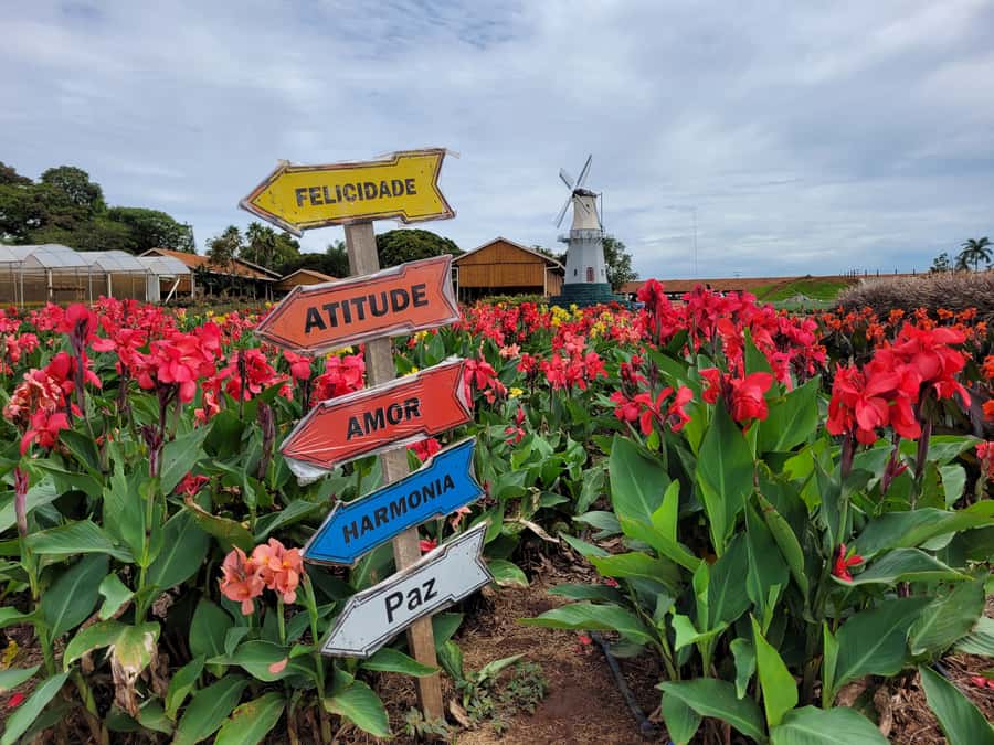 São Paulo: Holambra Colorful Flower Farm Guided Day Trip - A Short Introduction to Dutch Immigration