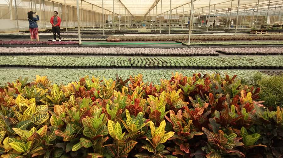 São Paulo: Holambra Colorful Flower Farm Guided Day Trip - Afternoon Free Time Around Boulevard Street