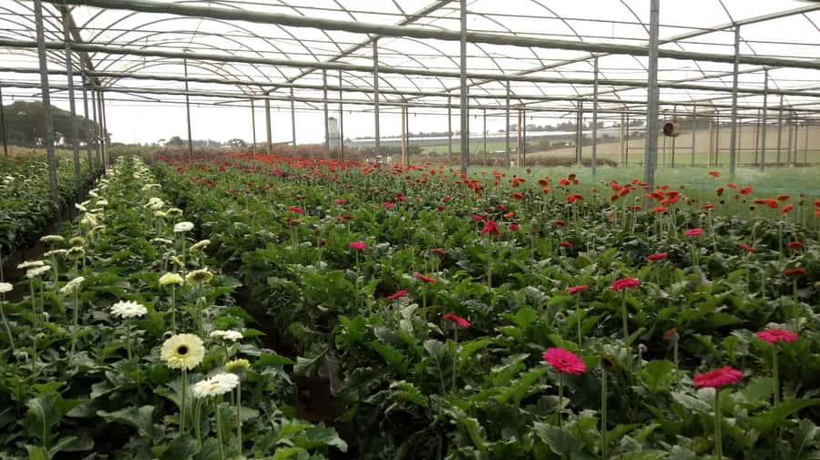 São Paulo: Holambra Colorful Flower Farm Guided Day Trip - Is $118 a Fair Price?
