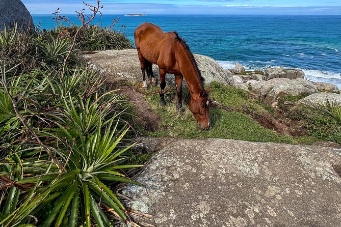 Secret Island Adventure: Gravata Trail, Floripa - What This Gravata Trail Experience Is Really Like