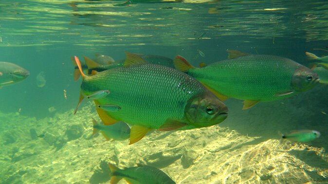 Skip the Line:Recanto Ecologico Rio da Prata Ticket including Trail & Snorkeling - Key points to know before booking
