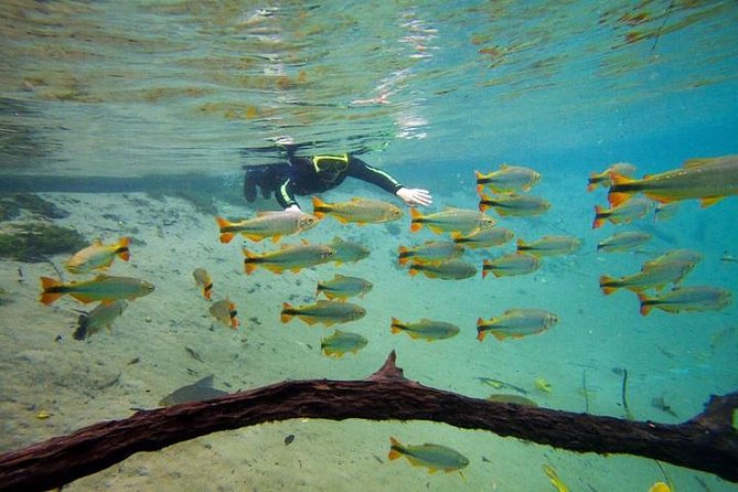 Skip the Line:Recanto Ecologico Rio da Prata Ticket including Trail & Snorkeling - The trail before the water