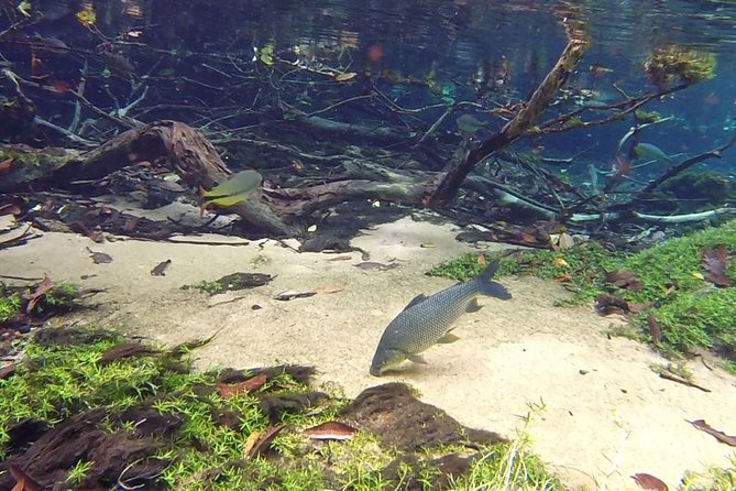 Skip the Line:Recanto Ecologico Rio da Prata Ticket including Trail & Snorkeling - Snorkeling the Olho d’Água River