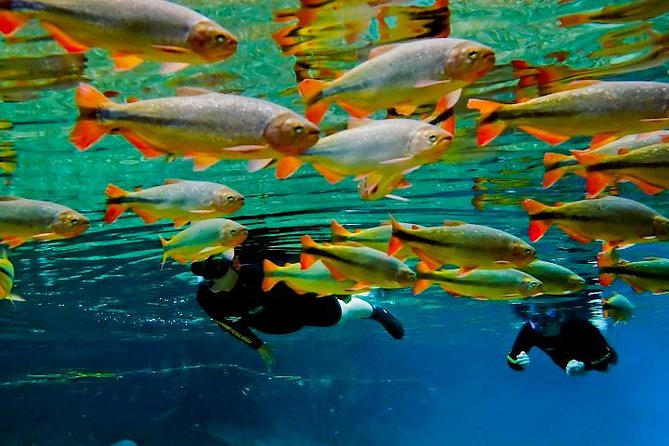 Skip the Line:Recanto Ecologico Rio da Prata Ticket including Trail & Snorkeling - What the guides add to the experience
