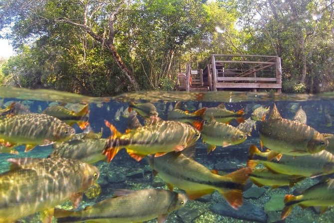 Skip the Line:Recanto Ecologico Rio da Prata Ticket including Trail & Snorkeling - Is the $117.72 price good value?