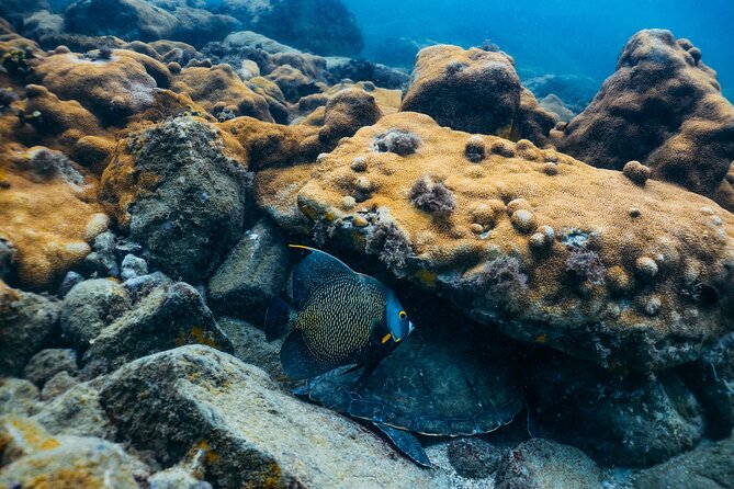 Snorkel Dive with Turtles - Comfort, language, and the post-water routine