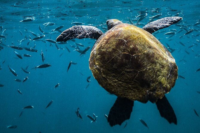 Snorkel Dive with Turtles - Timing, weather, and cancellation flexibility