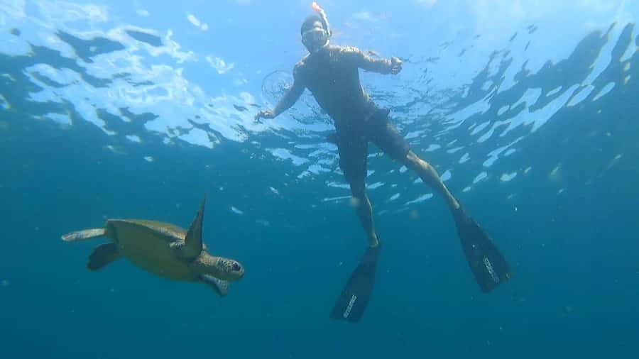 Snorkeling with turtles in their natural habitat - Key points to know before booking