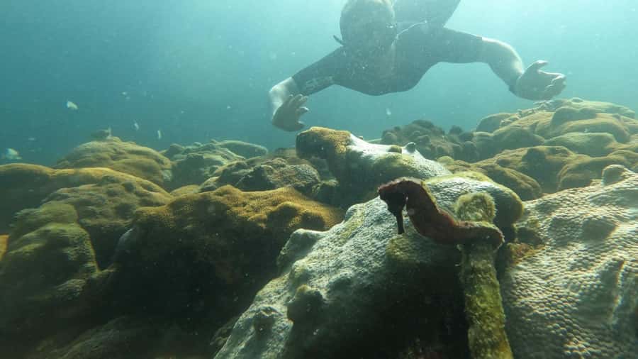 Snorkeling with turtles in their natural habitat - Starting at Vila do Abraão at 9:30 a.m.