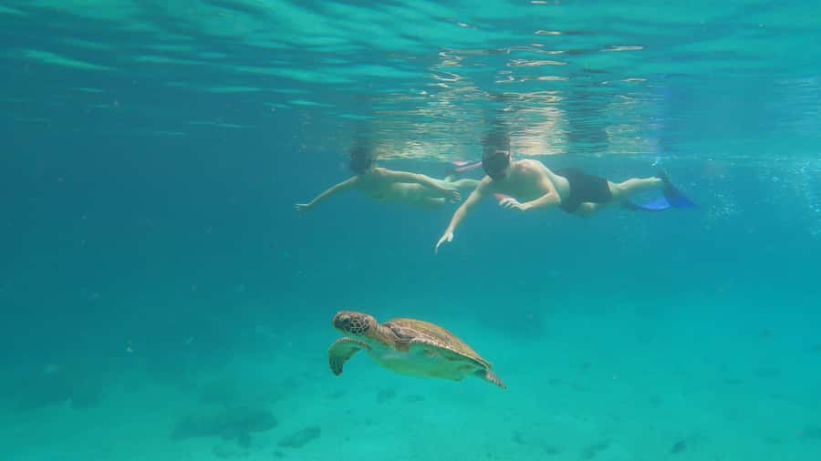Snorkeling with turtles in their natural habitat - What the private speedboat adds