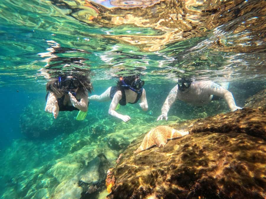 Snorkeling with turtles in their natural habitat - Lunch with your feet in the sand at Saco de Céu