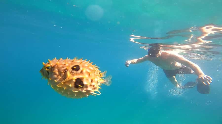 Snorkeling with turtles in their natural habitat - Who will get the most from this trip?