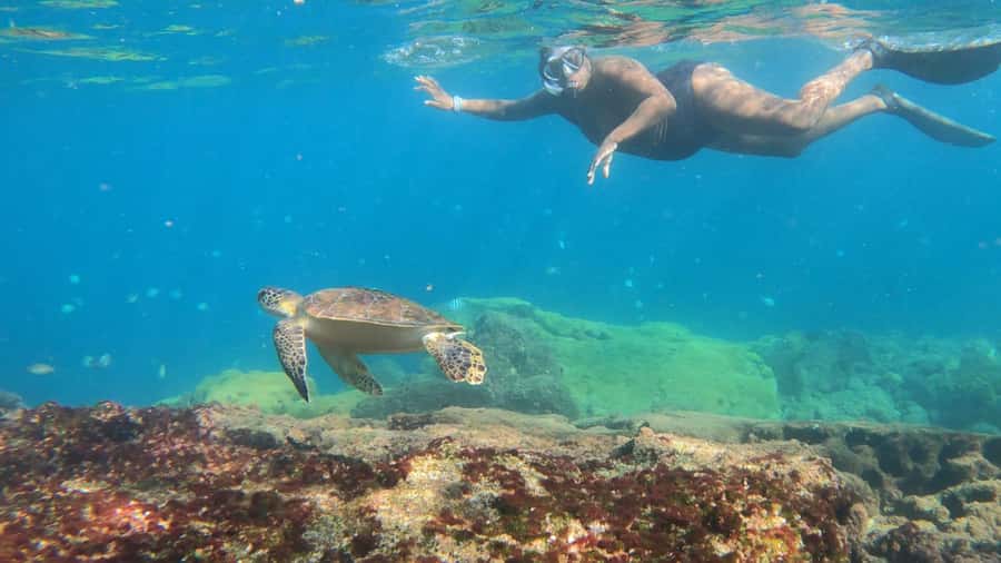 Snorkeling with turtles in their natural habitat - Lagoa Azul and the search for sea turtles