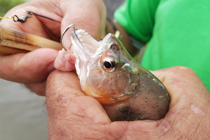 Solimoes River Piranha Fishing and Alligator Watching Tour - From Manaus to the Iranduba riverbanks
