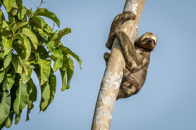 Taste of the Amazon Jungle 3D-2N-A Amazon Tapiri Floating Lodge - Key points to know before booking
