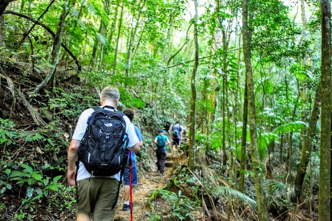 Tijuca Forest Half-Day Hike (Small Group or Private) - Who should book this hike?