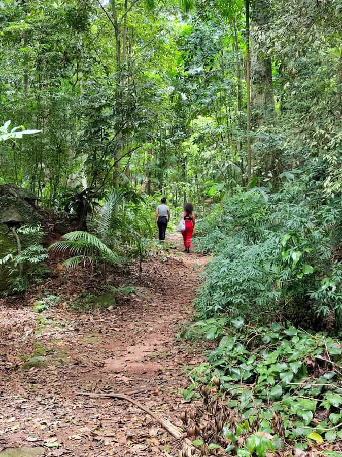 Tijuca Forest´s hike: caves, waterfalls and great views - Key details before you book