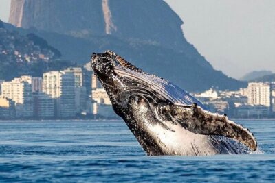 Tijuca Islands Snorkeling & Whale Watching Boat Tour from Rio
