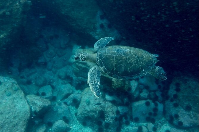 Tijuca Islands Snorkeling & Whale Watching Boat Tour from Rio - Is the $123.50 price fair?