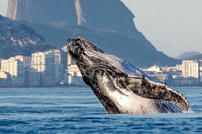 Tijuca Islands Snorkeling & Whale Watching Boat Tour from Rio - The boat ride across Rio’s coastal waters