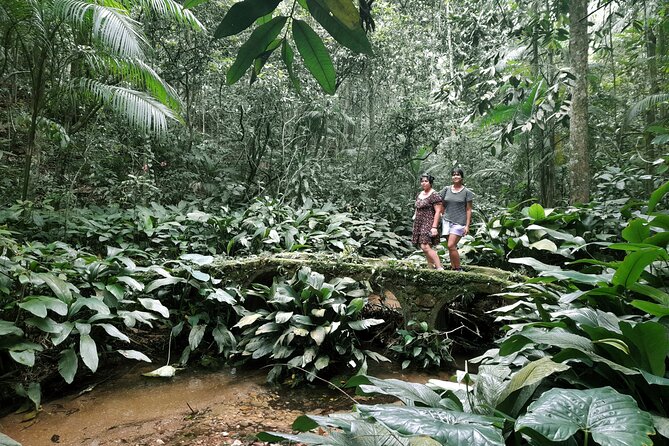 Tijuca National Park and all its wonders! - Wildlife in the Atlantic Forest